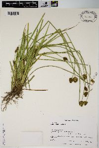 Carex harfordii image